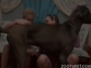 Crazy family couple and their doggy are enjoying beastiality sex