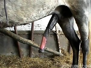 Two leggy babes are giving a double blowjob for a stallion