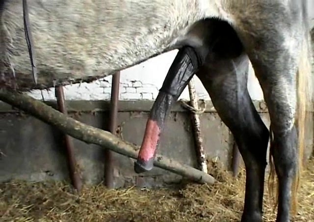 Two leggy babes are giving a double blowjob for a stallion