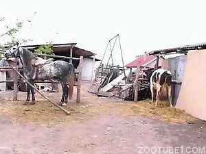 Skinny zoophiles whores pleases their lovely horse and a cow