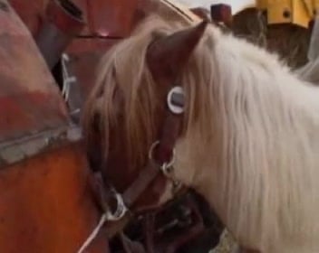 Horse Rep Girl Xxx Video - Dirty farm girl craves hardcore animal sex in barn / Zoo Tube 1