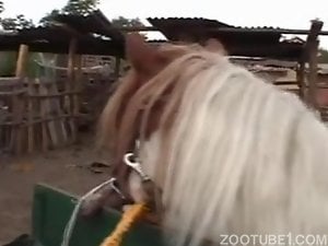 Zoophile brunette gets an oral creampie by horse