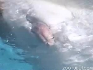 Sea animals Porn Videos / Most Viewed / Zoo Tube 1