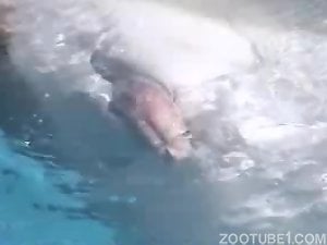 300px x 225px - Sea animals Porn Videos / Most Viewed / Zoo Tube 1