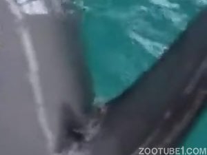 Man zoofil is sucking a massive dick of a dolphin