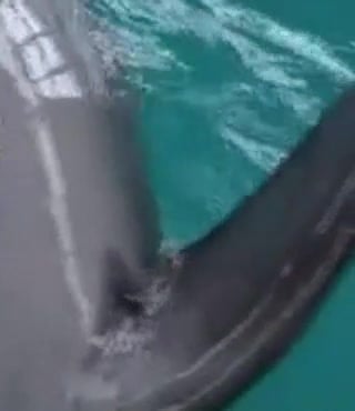 Man zoofil is sucking a massive dick of a dolphin 