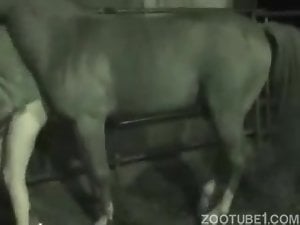Stallion with impressively massive boner banged a sexy zoophile