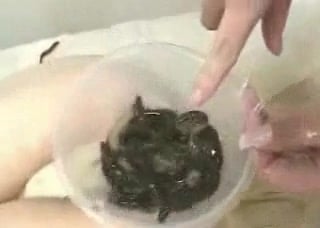 320px x 228px - Pigtailed Asian zoophile shoves disgusting slime worms in her snatch / Zoo  Tube 1