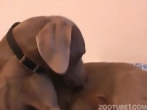 Masked Bigtits slut gets pussy licked by her dog in a zoo porn scene