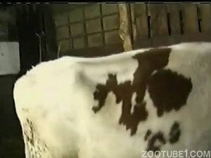 Farm cow gets banged from behind in the barn