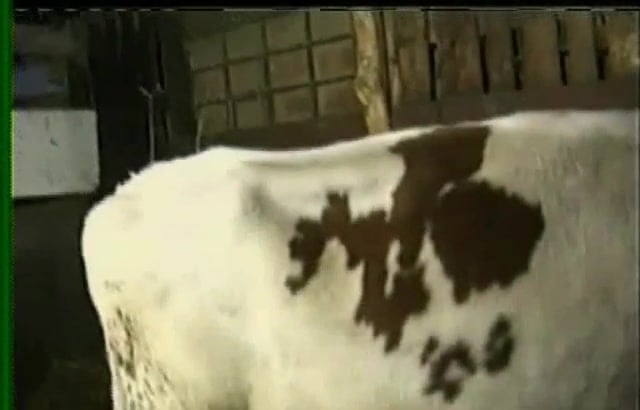 Farm cow gets banged from behind in the barn / Zoo Tube 1