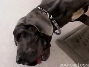 Brutal black dog nailed a skinny redhead zoophile