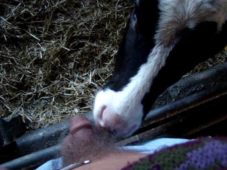 Blowjob cow Cow blowjob