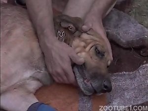 Outdoor dog bestiality sex with interracial zoophiles