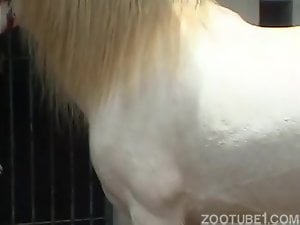 Toned farm girl have an awesome bestiality sex with horse