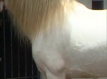 English Horse And Lady Sexy Video - Toned farm girl have an awesome bestiality sex with horse / Zoo Tube 1