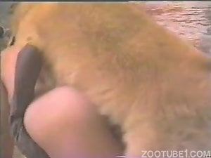 Two ladies are blowing a doggy's dick and getting banged