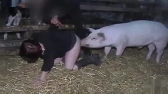 Pig Fuck Porn