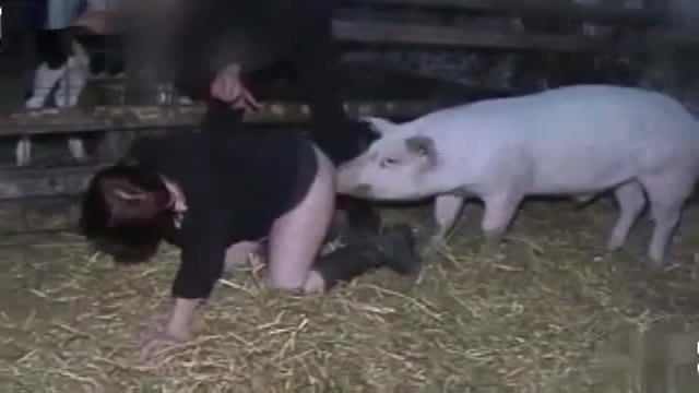 Pig Group Fuck Girl Sex Video - Slut fucked by a pig / Zoo Tube 1