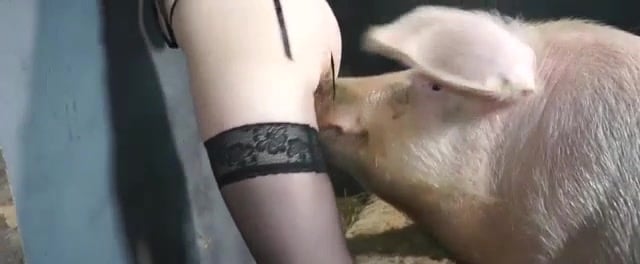 Fuck pig girl Animal Sex