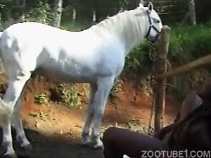 Canaries takes horse's cock into mouth and pussy