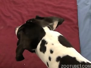 Perverted man has sex with his obedient dog