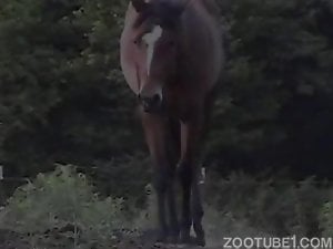 Gay guy indulges his zoophile tendencies with horse's cock