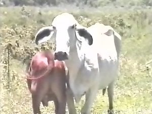 Two animal lovers gays fuck each other and suck horse outdoor