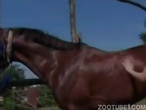 Zoophile lady is in love with horse and wants it to fuck her