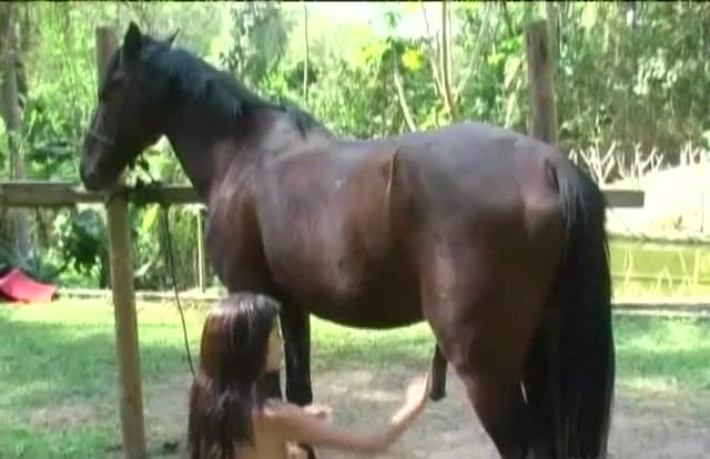 Horses having anal sex