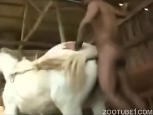 Horse Porn Videos / Most Viewed / Page 2 / Zoo Tube 1