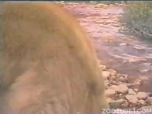 Zoophile girls adore being fucked by huge dogs