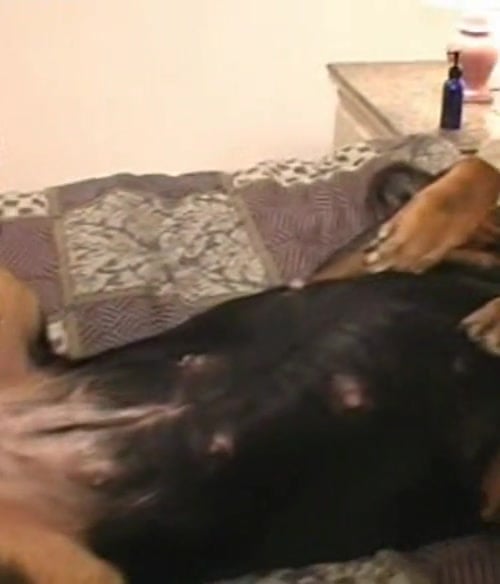 Afghani Girl Fuking By Dog - Perverted men fuck dogs in bestiality video / Zoo Tube 1