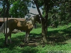 Chick gives awesome blowjob to horse in nature