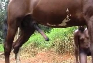 Black Stallion Horse Porn - Chick with black skin fucked by horse in open air / Zoo Tube 1