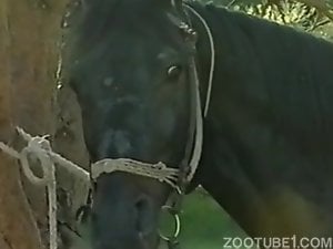 Girls give pussies for fucking to horse and its owner