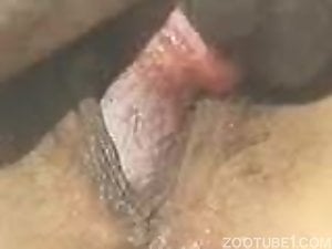Close-up view of dog's penis which penetrates wet pussy