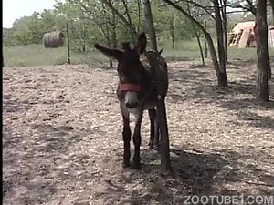 Three perverts have outdoor sex party with donkey and dog