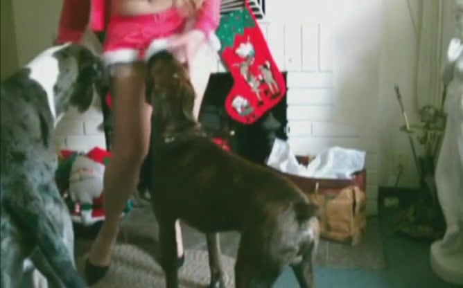 Christmas Dog Porn - Dog fucks mistress in Christmas outfit from behind