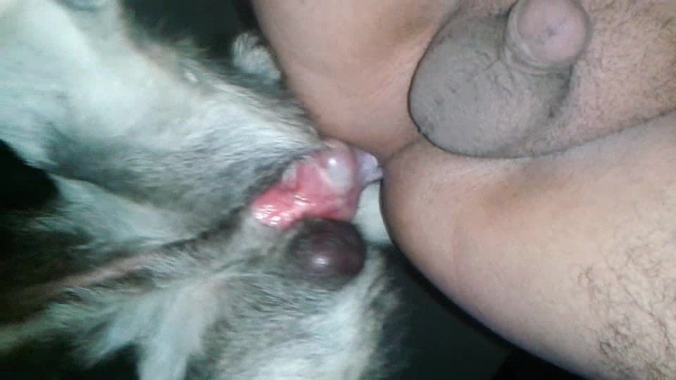 Dog Butthole Porn - Dogknot in woman's ass - Other - Photo XXX