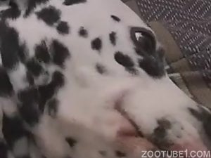 Cute spotted dog anally fucked by big loaded cock