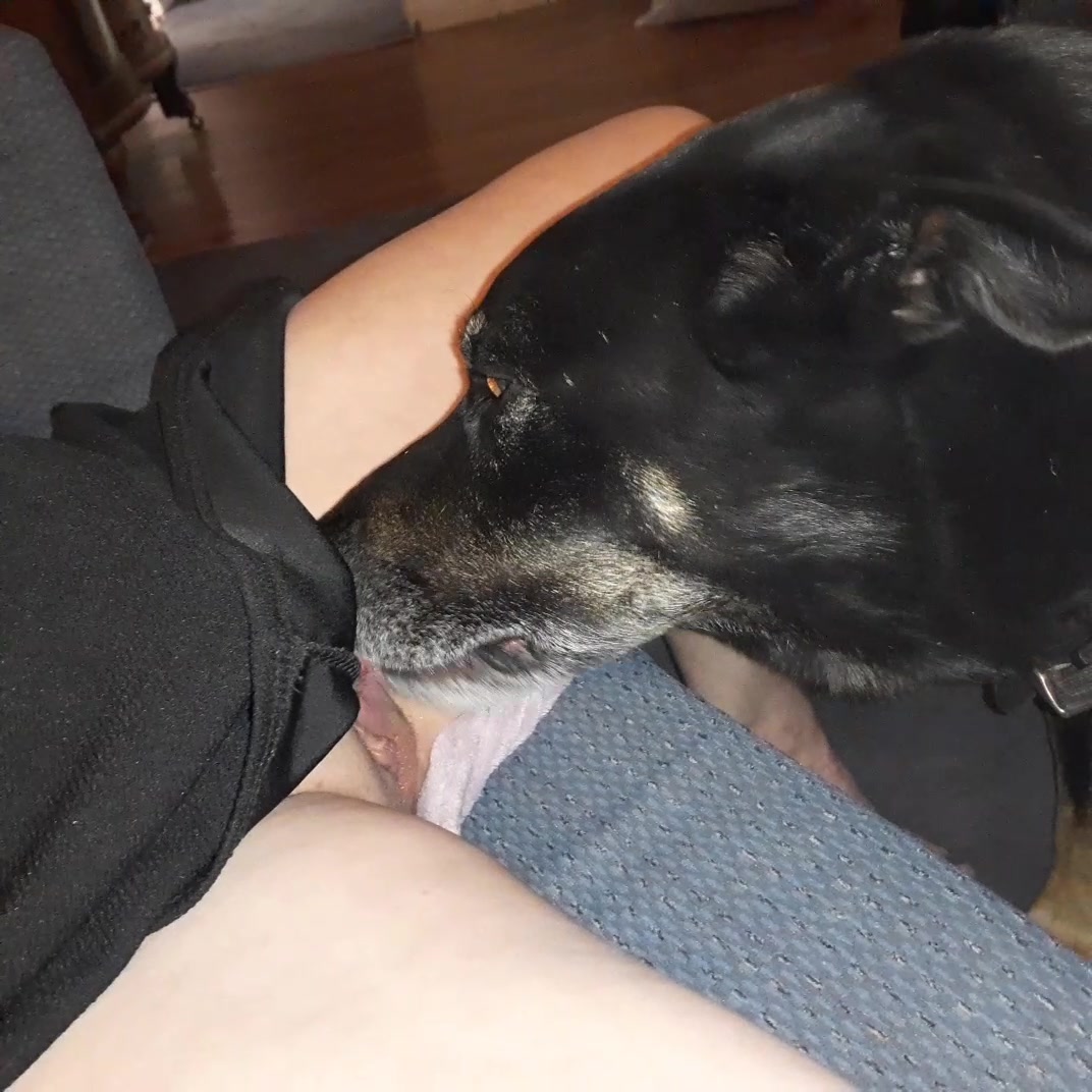 Cachorro lambendobuceta