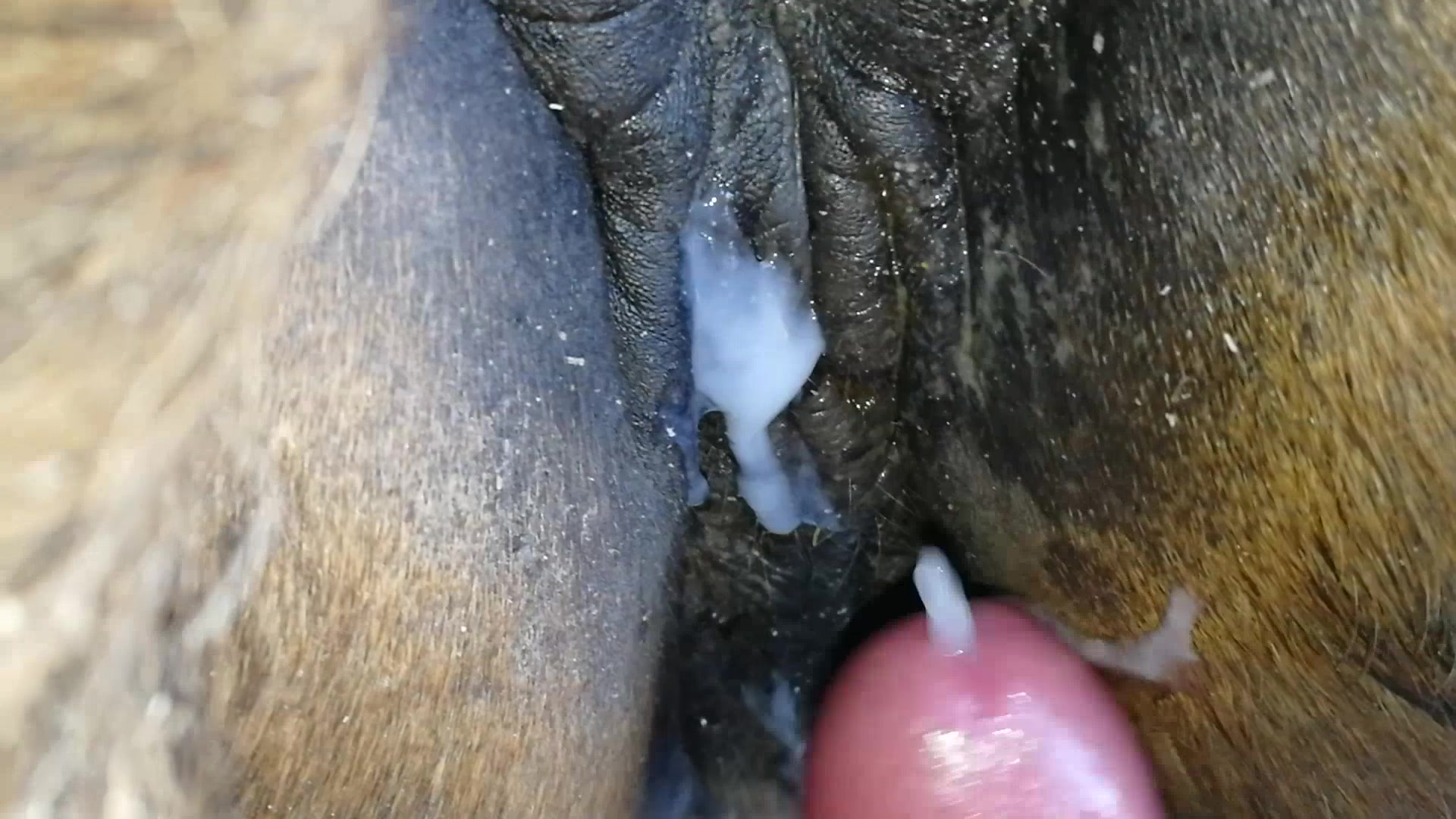 Cumming inside mare pussy