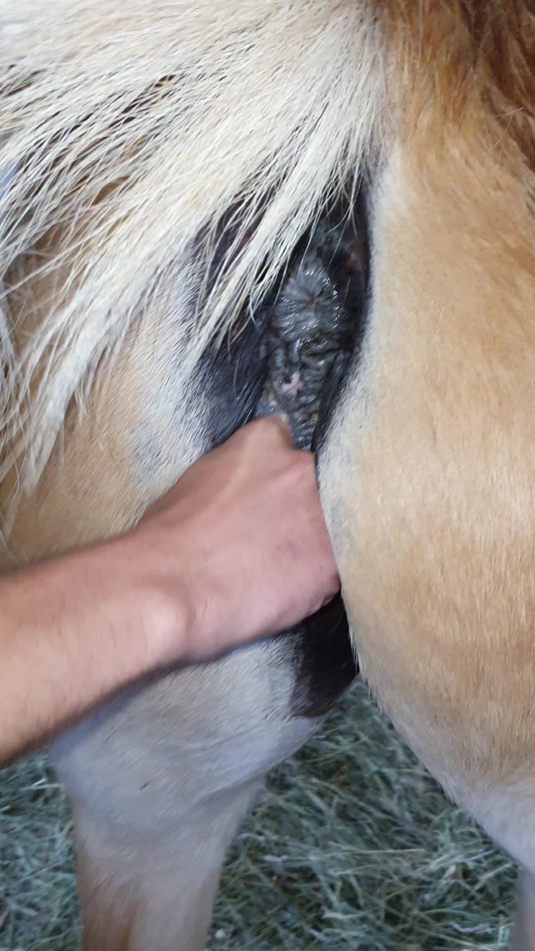 Horse shoots cum in girls mouth