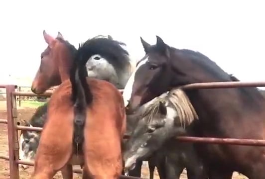 With mare sex Horse Genitals