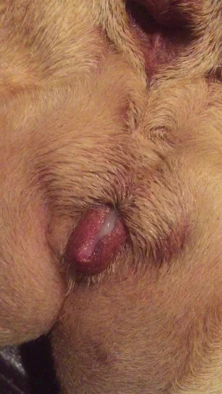 Cumming inside a dog