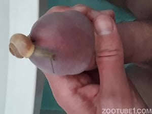 small snail exploring my cock