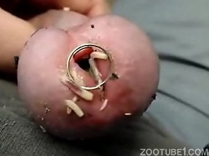 maggots inside of penis