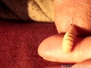 Big Maggot Inside Cock