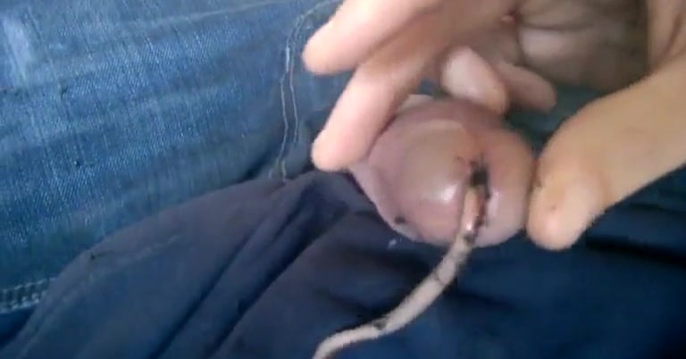 Dick Inside Cock - Worms crawling into studs penis hole